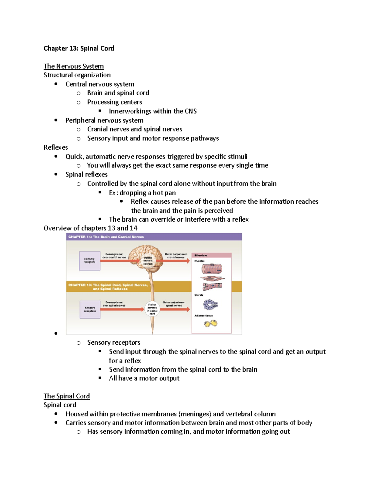 Bio Chapter The Spinal Cord Professor Erin Davis Chapter Spinal Cord The