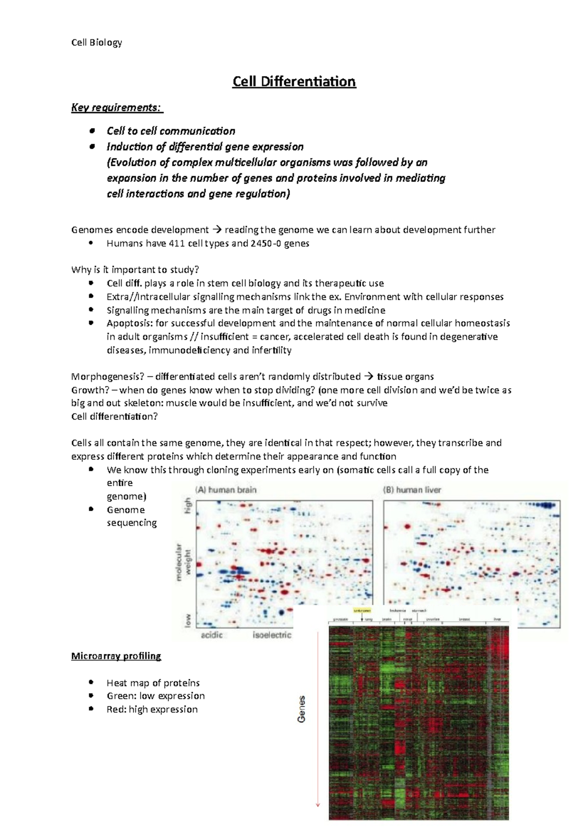 Cell Diff, Sig, Stem Cells, Apop - notes - Cell Differentiation Key ...