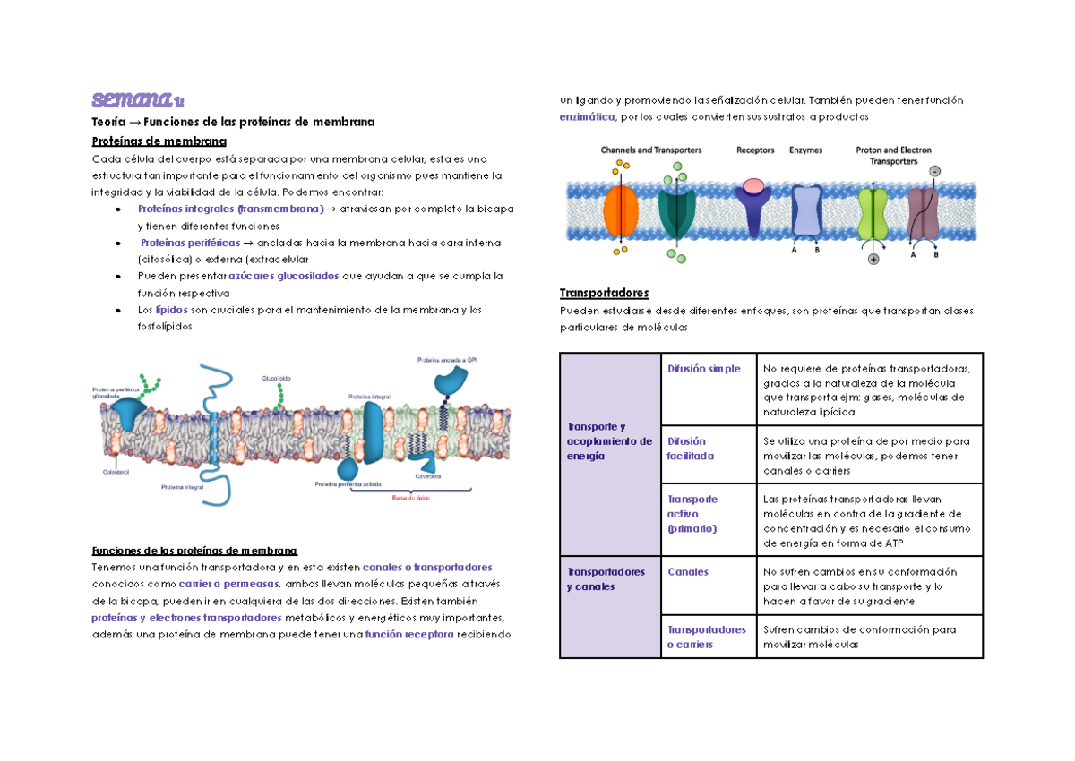 Apruebaaaa - SEMANA 1: Teoría → Funciones de las proteínas de membrana ...