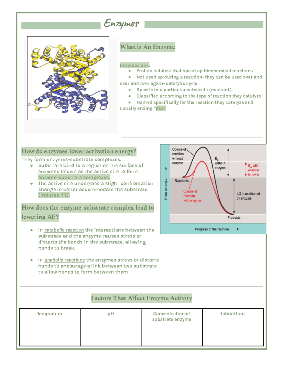 Enzymes Enzyme notes Enme What is An Enzyme Enzymes are Protein