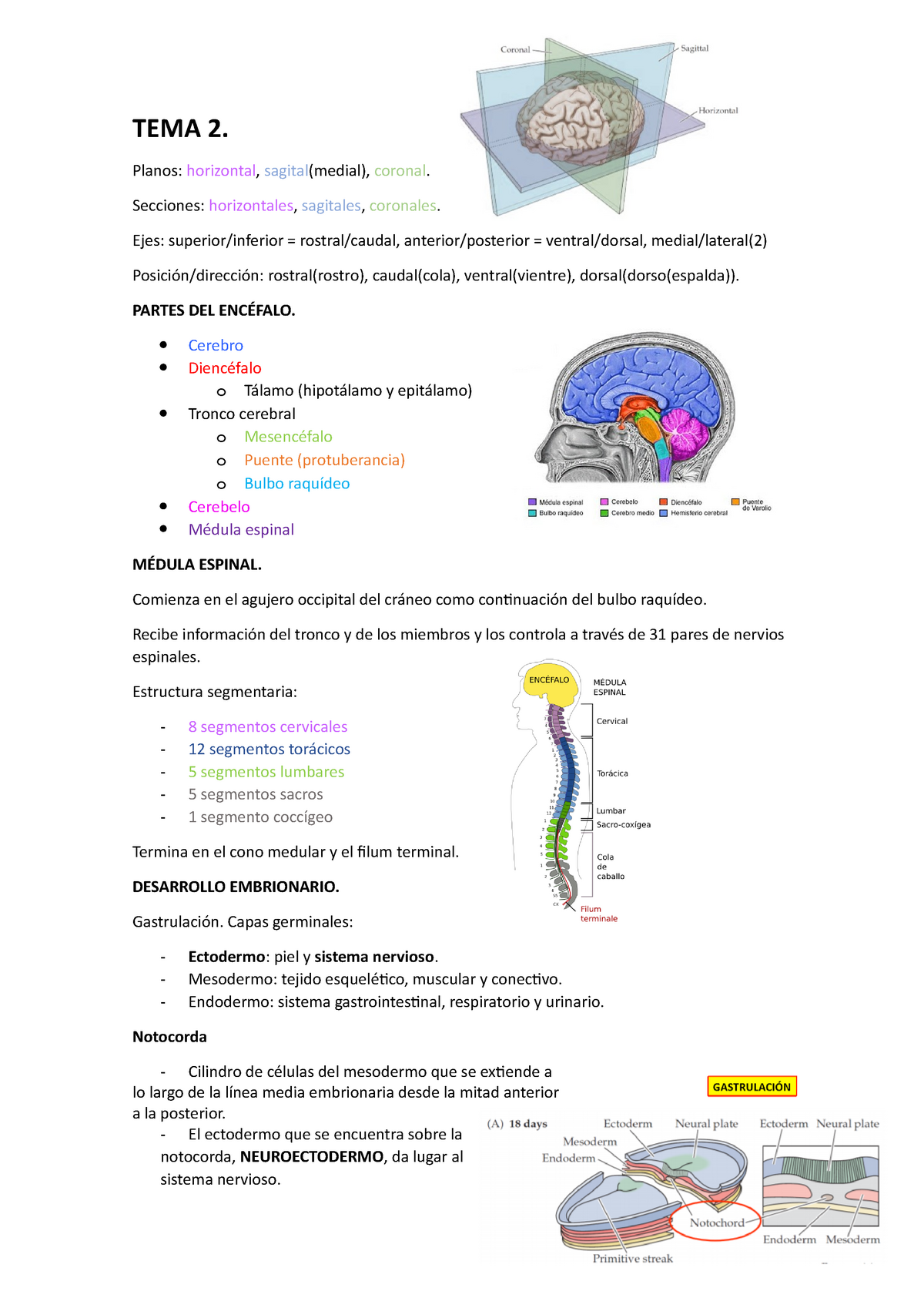 Desarrollo Del Sistema Nervioso Sistema Nervioso Neurona Prueba Images Porn Sex Picture 0732