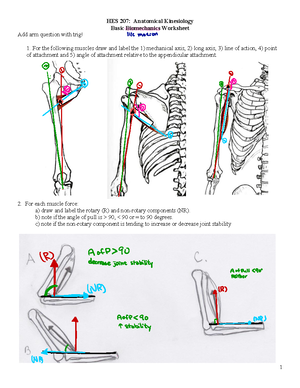 Kinesiology Chapter 2 Notes - Kinesiology Chapter 2: Musculature ...