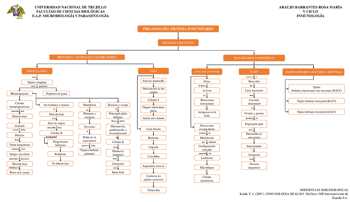 MAPA Conceptual - Organos DEL Sistema Inmunitario - ÓRGANOS DEL SISTEMA ...