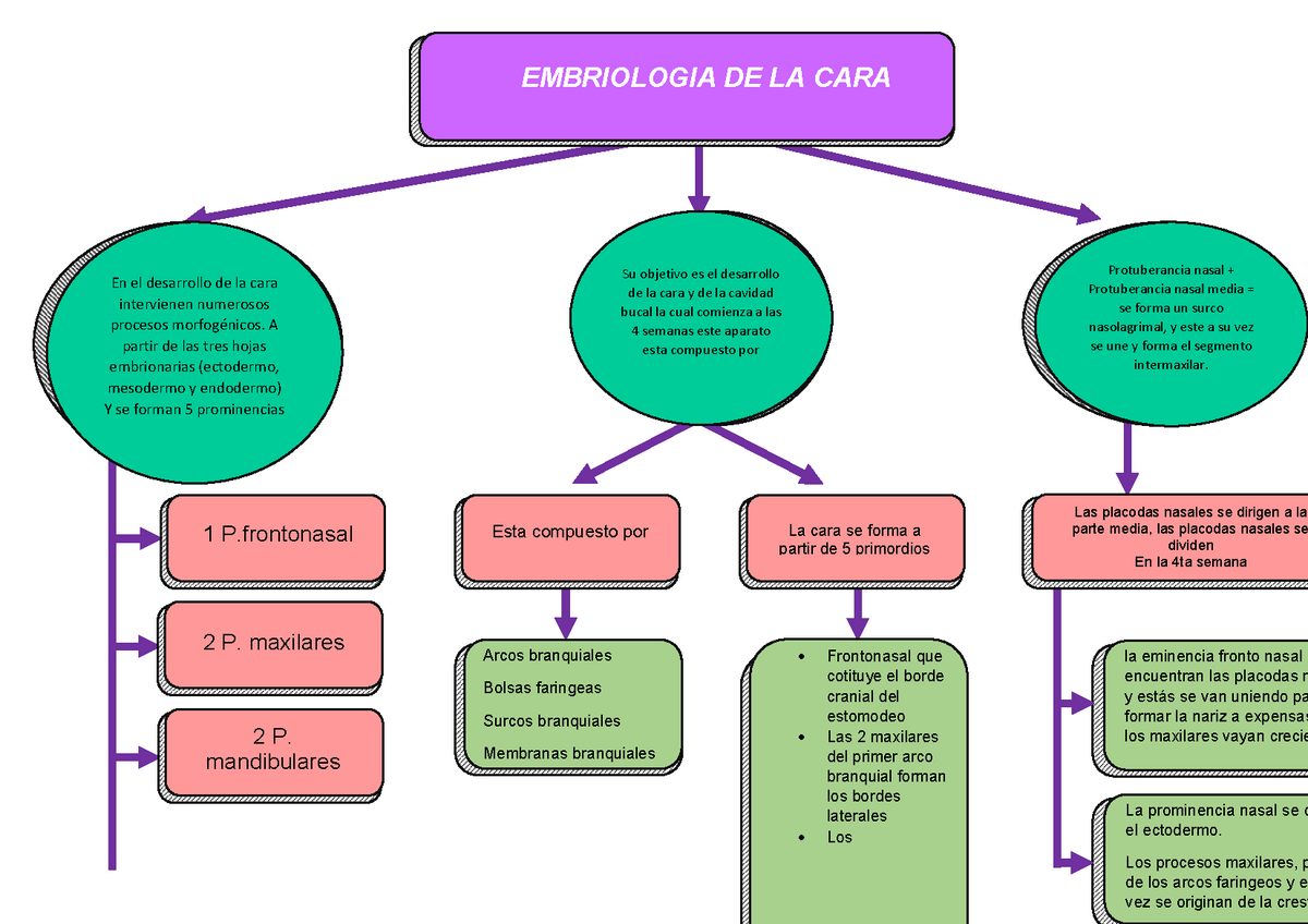 Embriologiaembriologia De La Cara En El Desarrollo De La Cara Intervienen Numerosos Procesos 8479