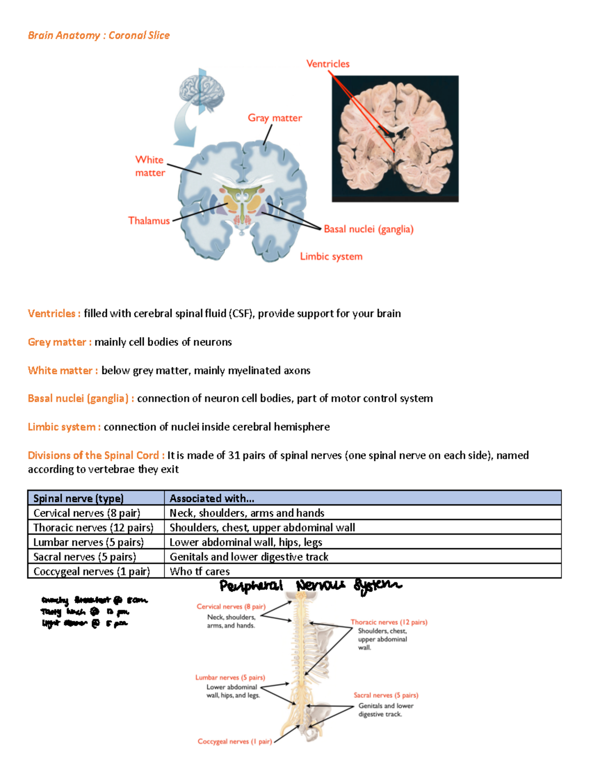 Spinal nerves and ventricles - Brain Anatomy : Coronal Slice Ventricles ...