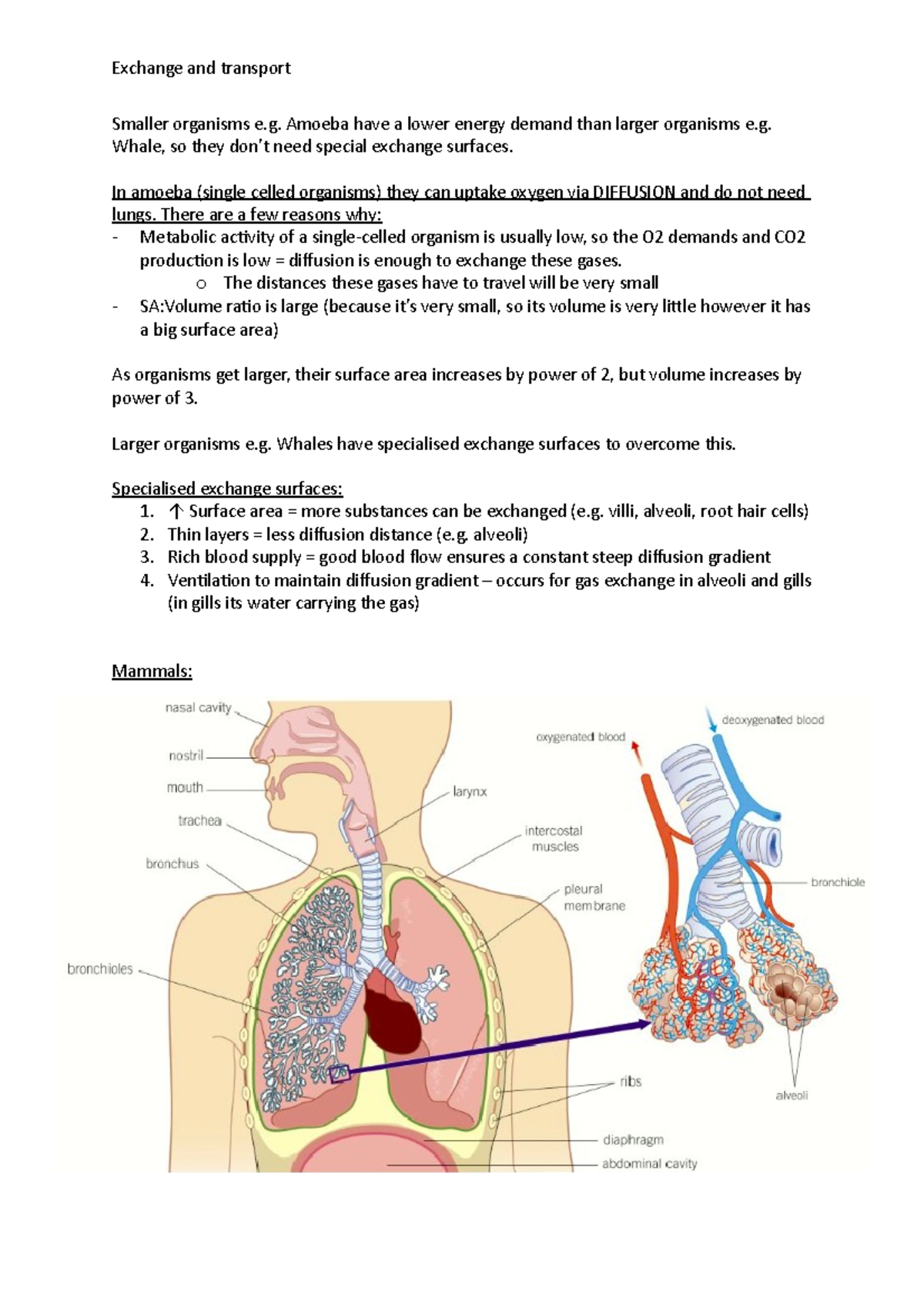 Gas exchange and adaptations - Smaller organisms e. Amoeba have a lower ...