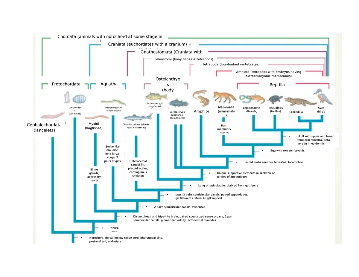 Phylogeny - Chordata (animals with notochord at some stage in life ...