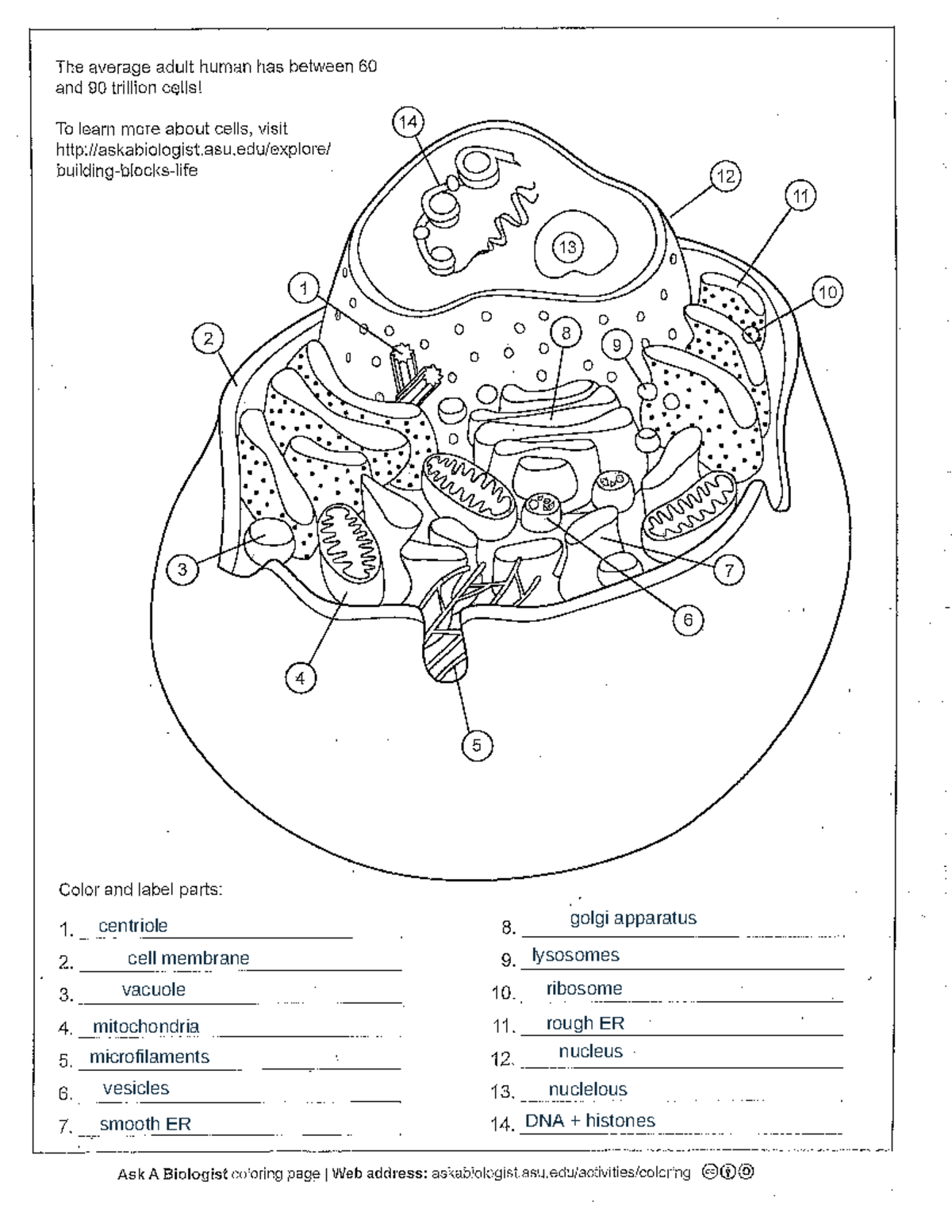 Animal Cell Worksheet - Sc/Biol 2021 - Studocu