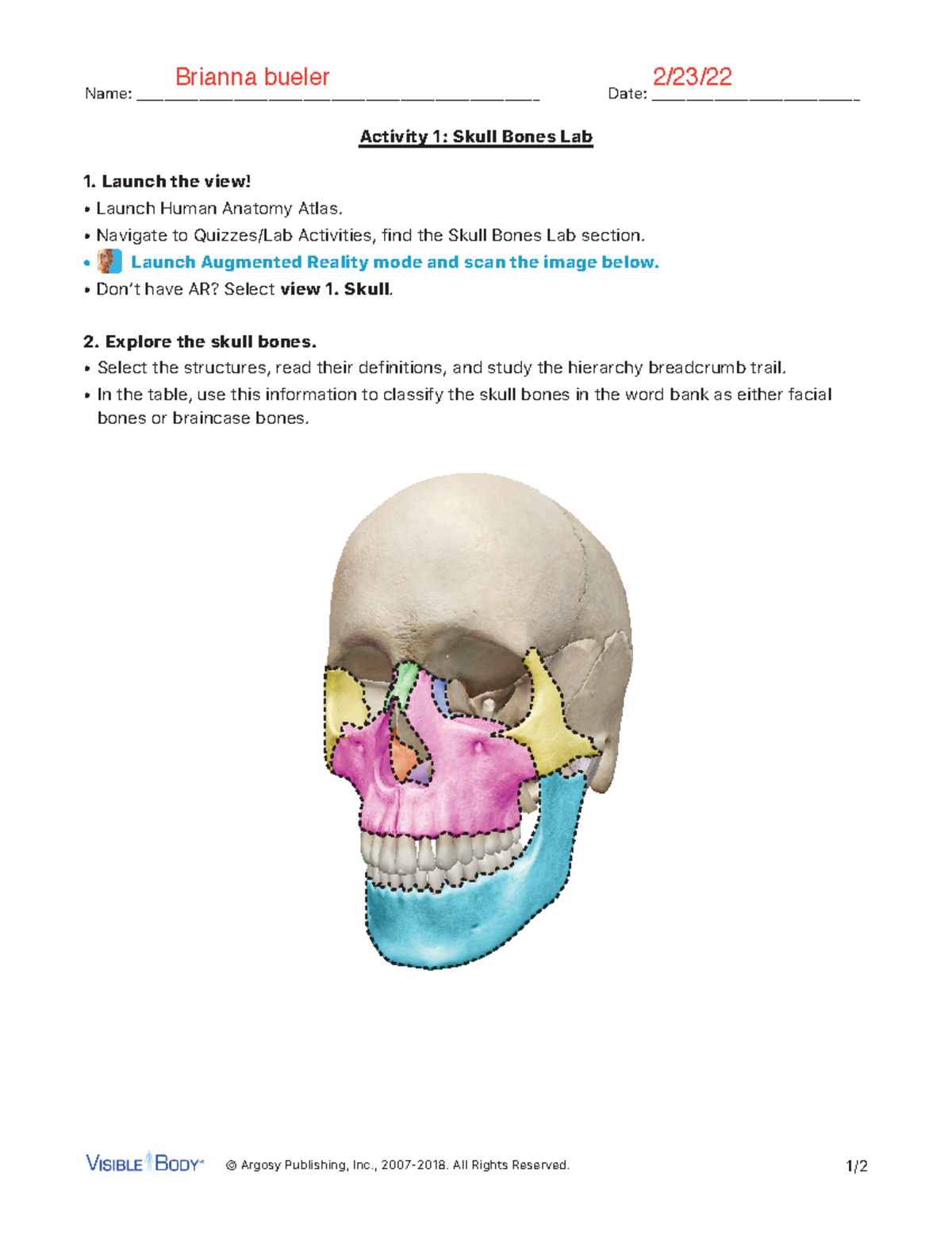 The Bones of the Skull  Human Anatomy and Physiology Lab (BSB 141