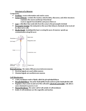 Week 4 - synapses and synaptic transmission in the brain - Synapse and ...