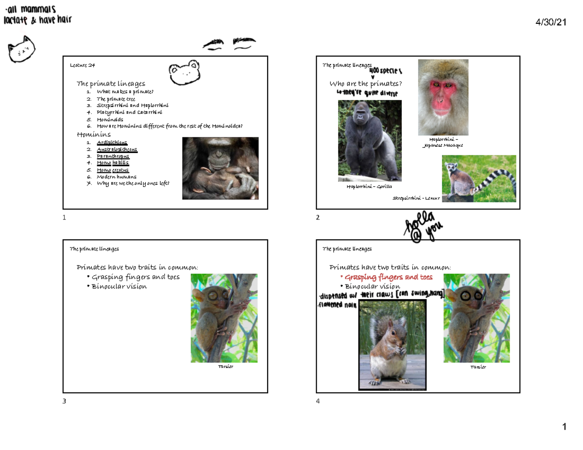 Lecture 24POST Lecture 24 The primate lineages 1. What makes a