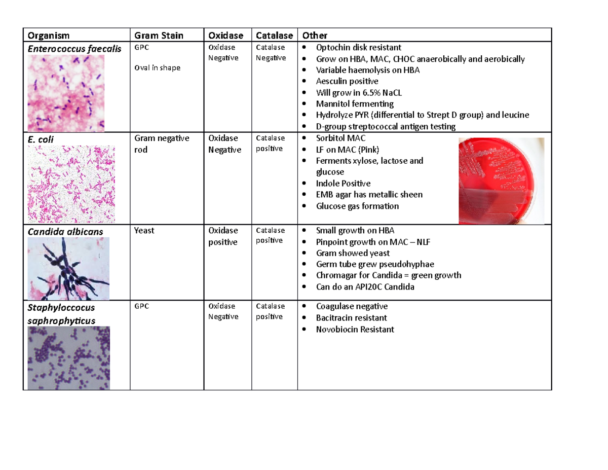 What Types Of Bacteria Cause Uti