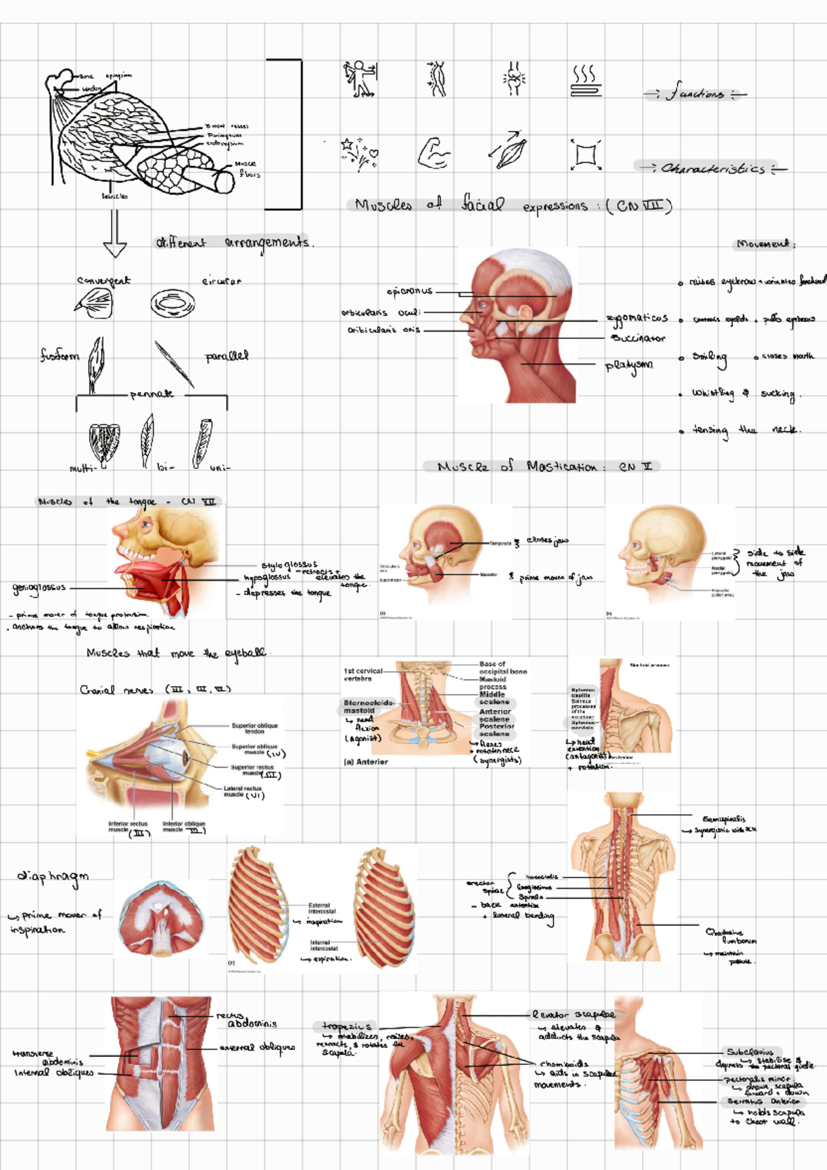 MUSCCULAR SYSTEM SUMMARY - epimysium for tendon R functions Blood ...