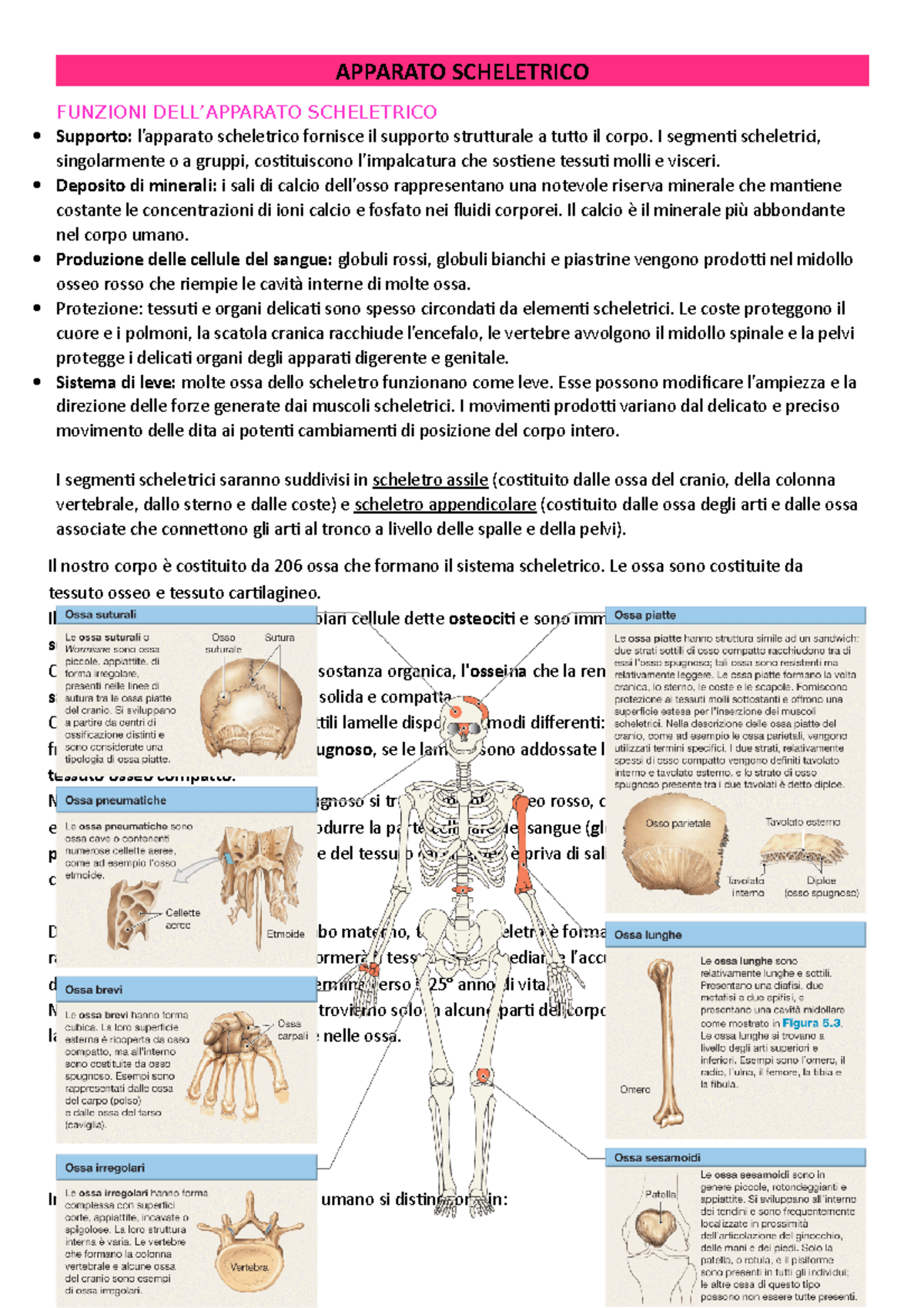 Apparato Scheletrico - APPARATO SCHELETRICO FUNZIONI DELL’APPARATO ...