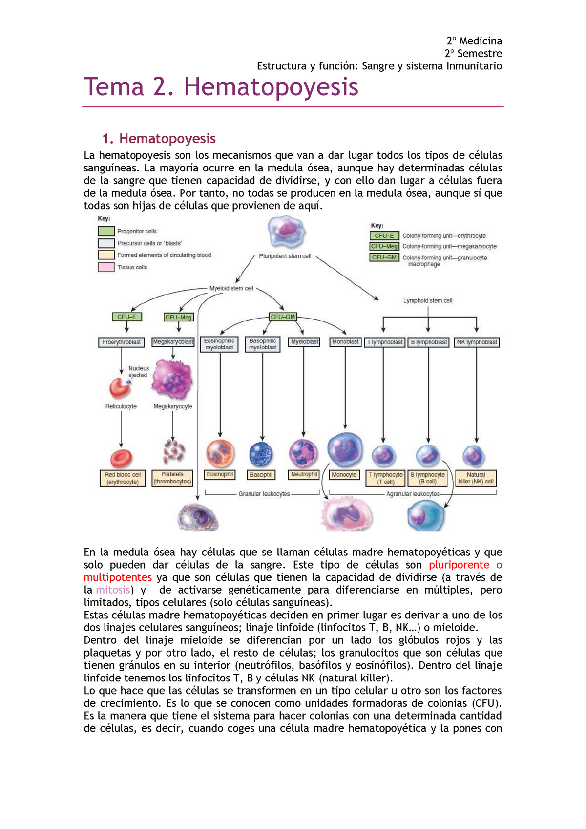 2 Hematopoyesis Medicina Semestre Estructura Y Sangre Y Sistema Inmunitario Tema 2 3384