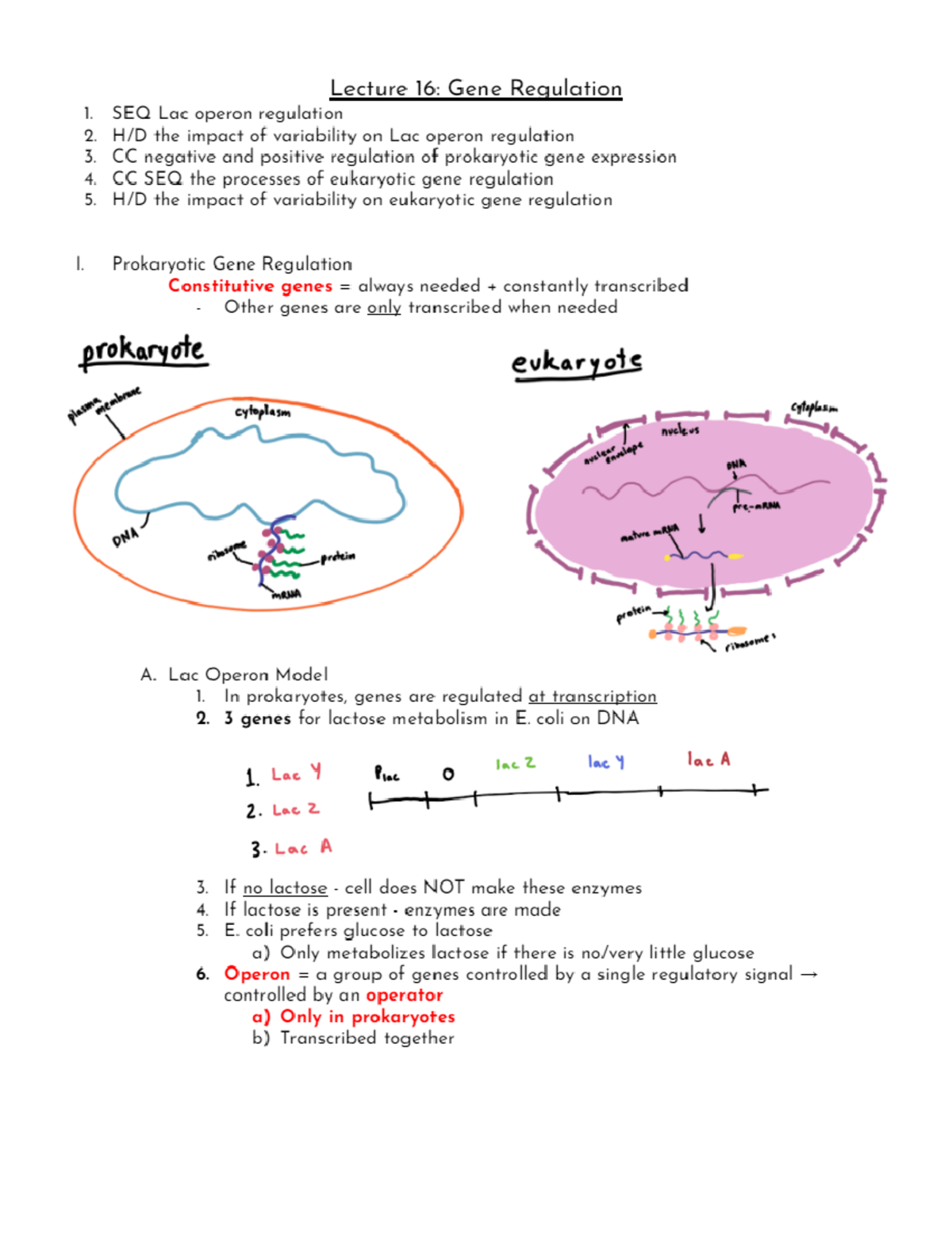 Biology Chapter 16 Gene Regulation 01119115 Studocu