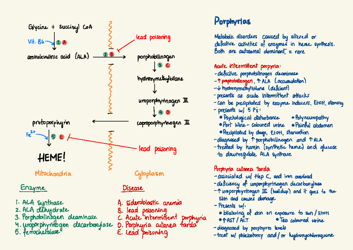 Porphyria Porphyrias Glycine + succing CoA lead poisoning