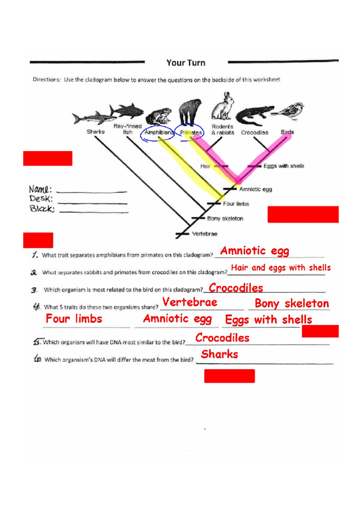Cladogram example key none Steel And Timber Design Studocu