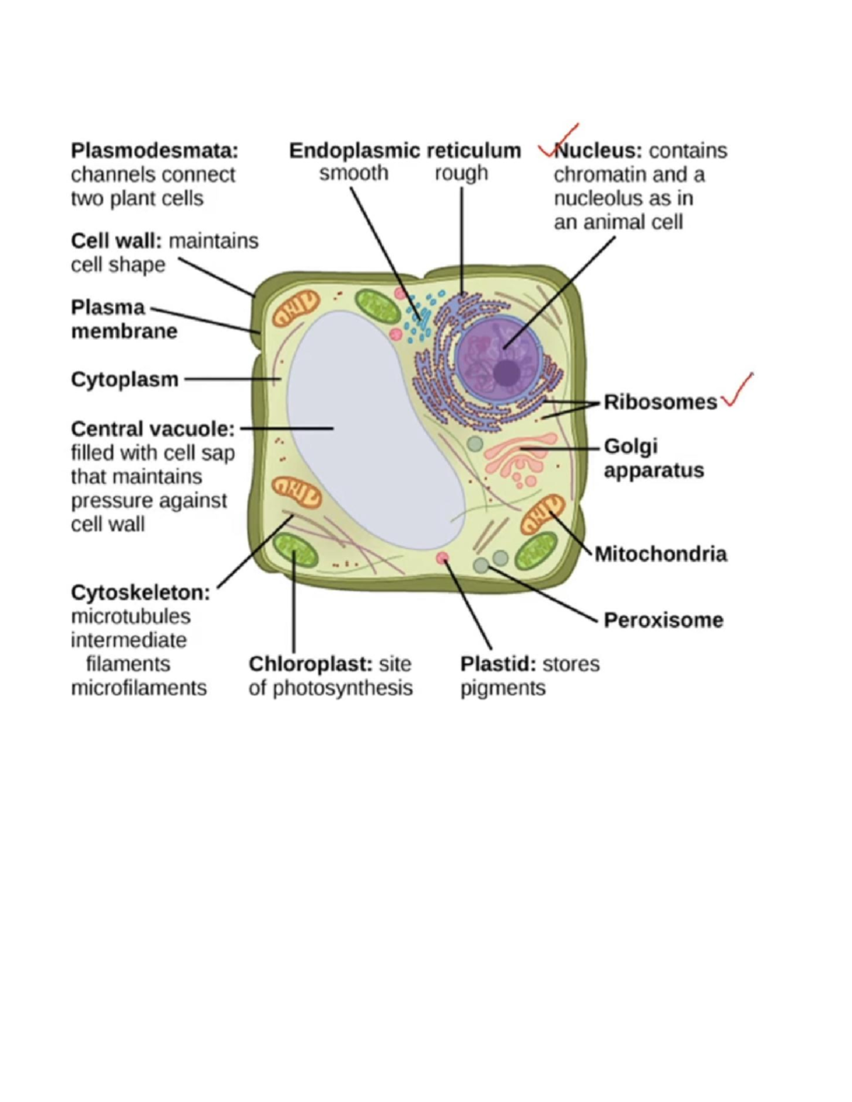 cell structure and plant transport - 01:119:116 - Studocu