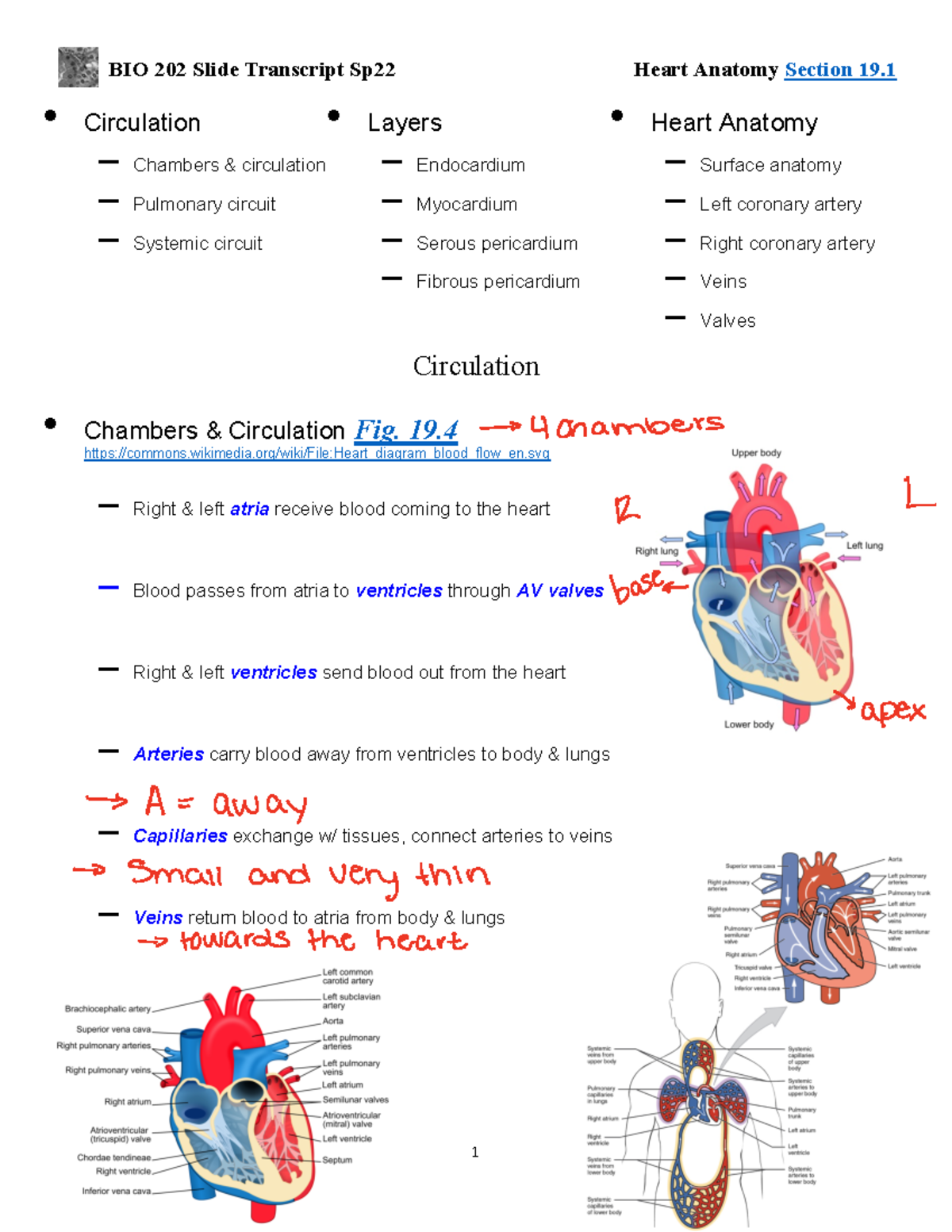 19.1 Heart Anatomy - BIO 202 Slide Transcript Sp22 Heart Anatomy ...