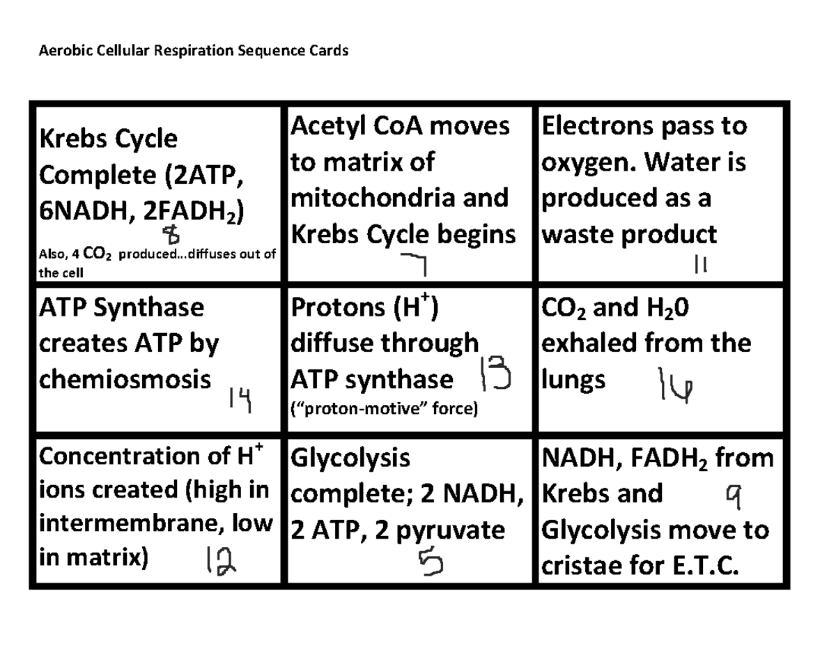 AP Bio 3.6 Cellular Resp sequence - Aerobic Cellular Respiration ...