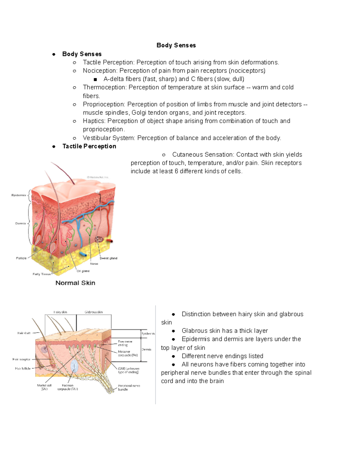 Perception Module 11 - Body Senses - Body Senses Body Senses Tactile ...