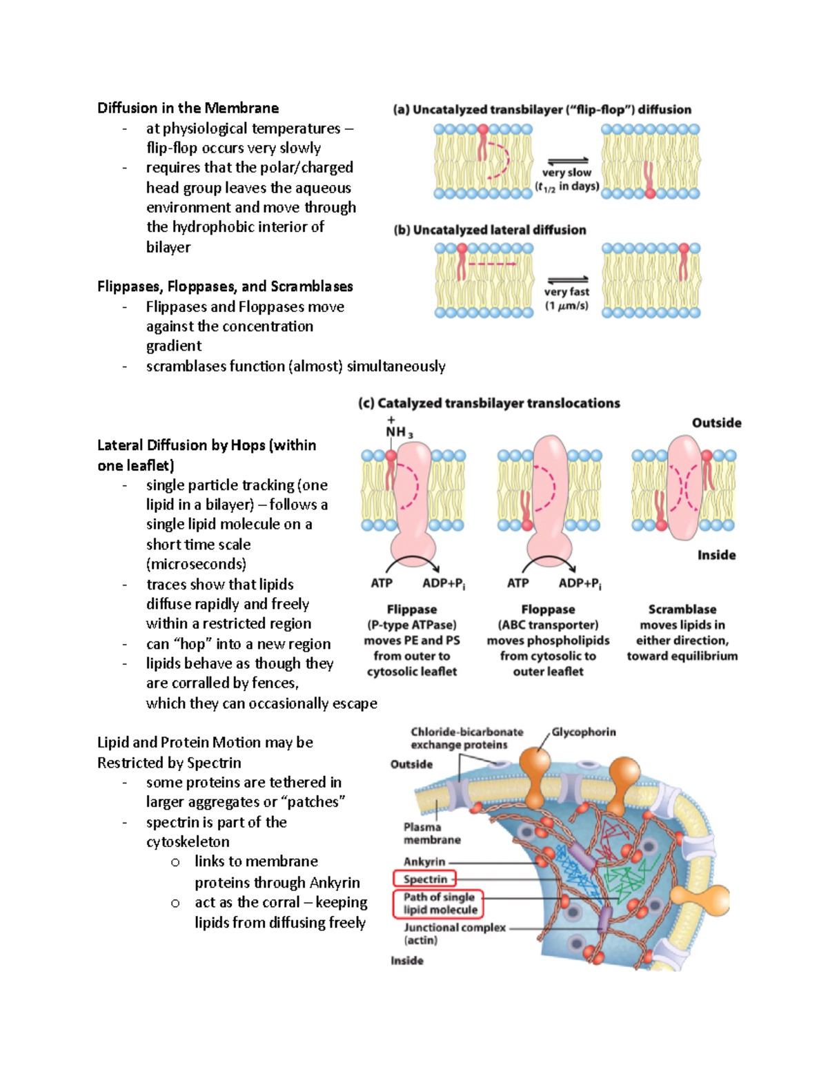 BIOC 3560 Lecture Notes - Difusion In The Membrane - At Physiological ...