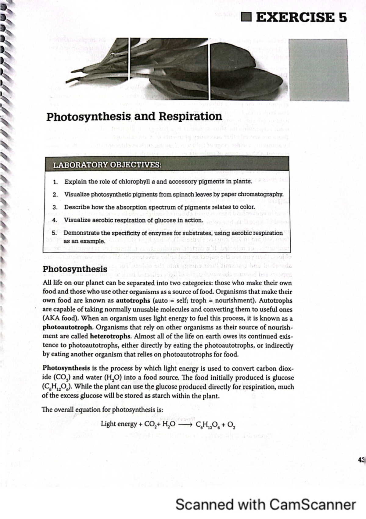 Photosynthesis and respiration lab manual - BSC 1005L - Studocu