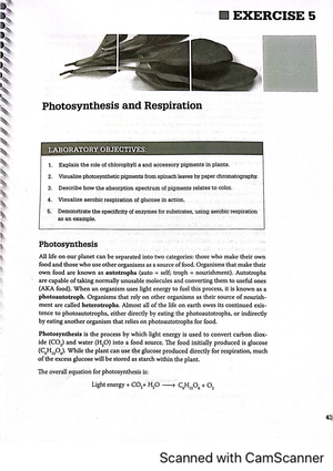 Mitosis and DNA lab manual - BSC 1005L - Studocu