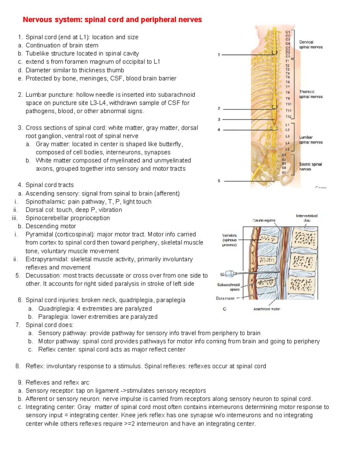 Nervous system spinal cord and peripheral nerves - Continuation of ...