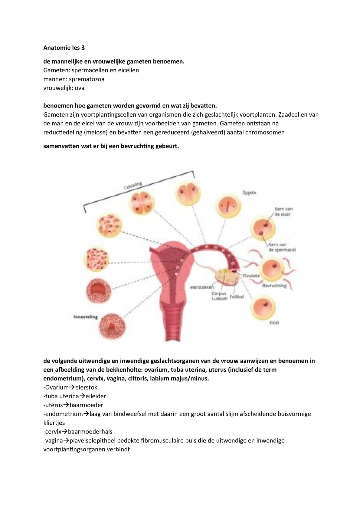 Anatomie Les 3 Afpf Hogeschool Utrecht Studeersnel