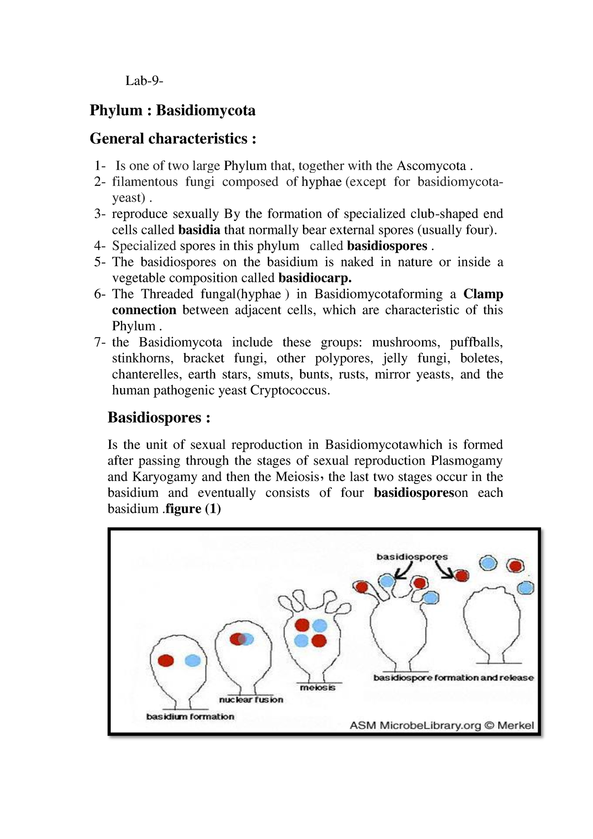 Classification Of Fungi Lab 9 Lab 9 Phylum Basidiomycota General