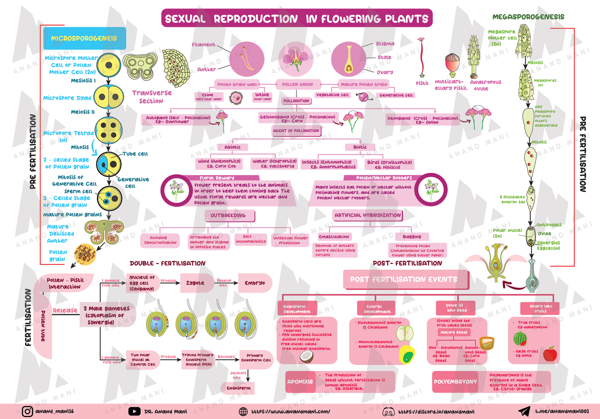 B2- Sexual- Reproduction - PRE FERTILISATION FERTILISATION PRE ...