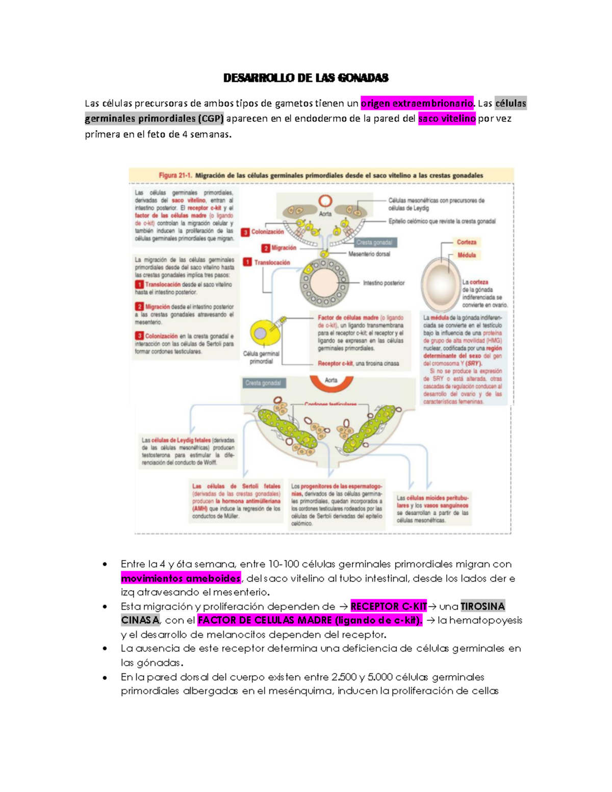 Desarrollo De Las Gonadas Desarrollo De Las Gonadas Las C Lulas Precursoras De Ambos Tipos De