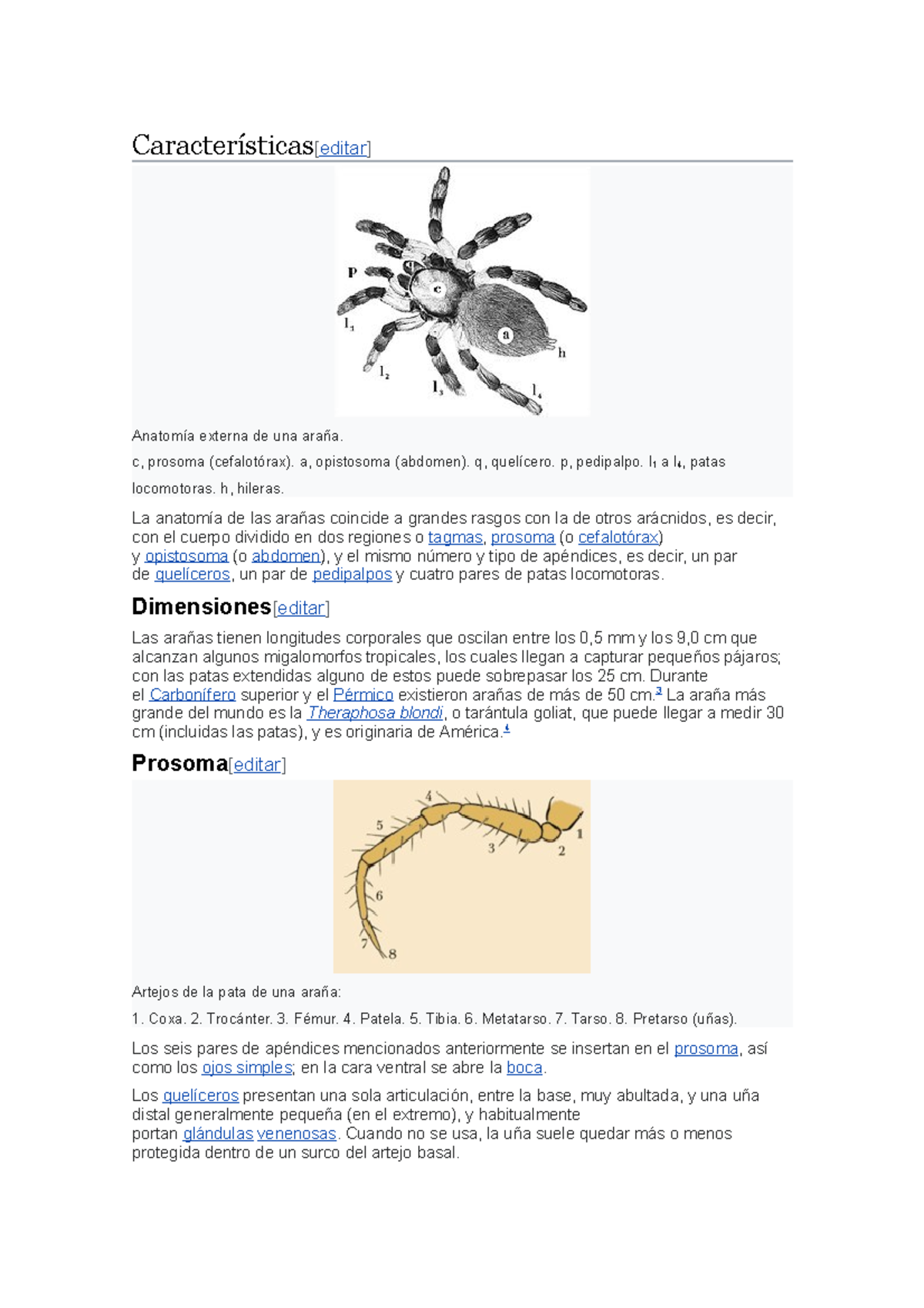 Nuevo Documento de Microsoft Word - Características[editar] Anatomía  externa de una araña. c, - Studocu