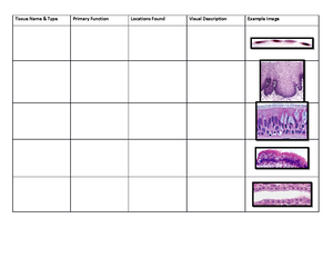 Hesi nurse hub anatomy and physiology - Histology Histology is the ...