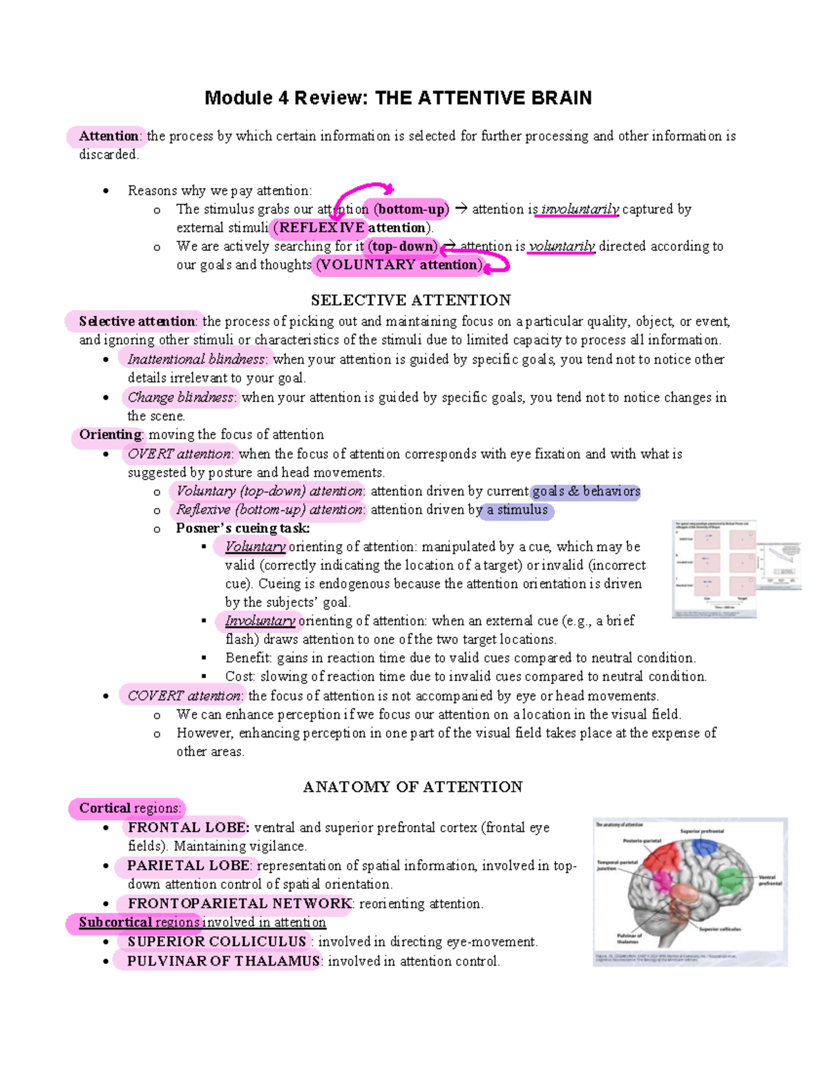 Module 4 Review Module 4 Review THE ATTENTIVE BRAIN Attention the
