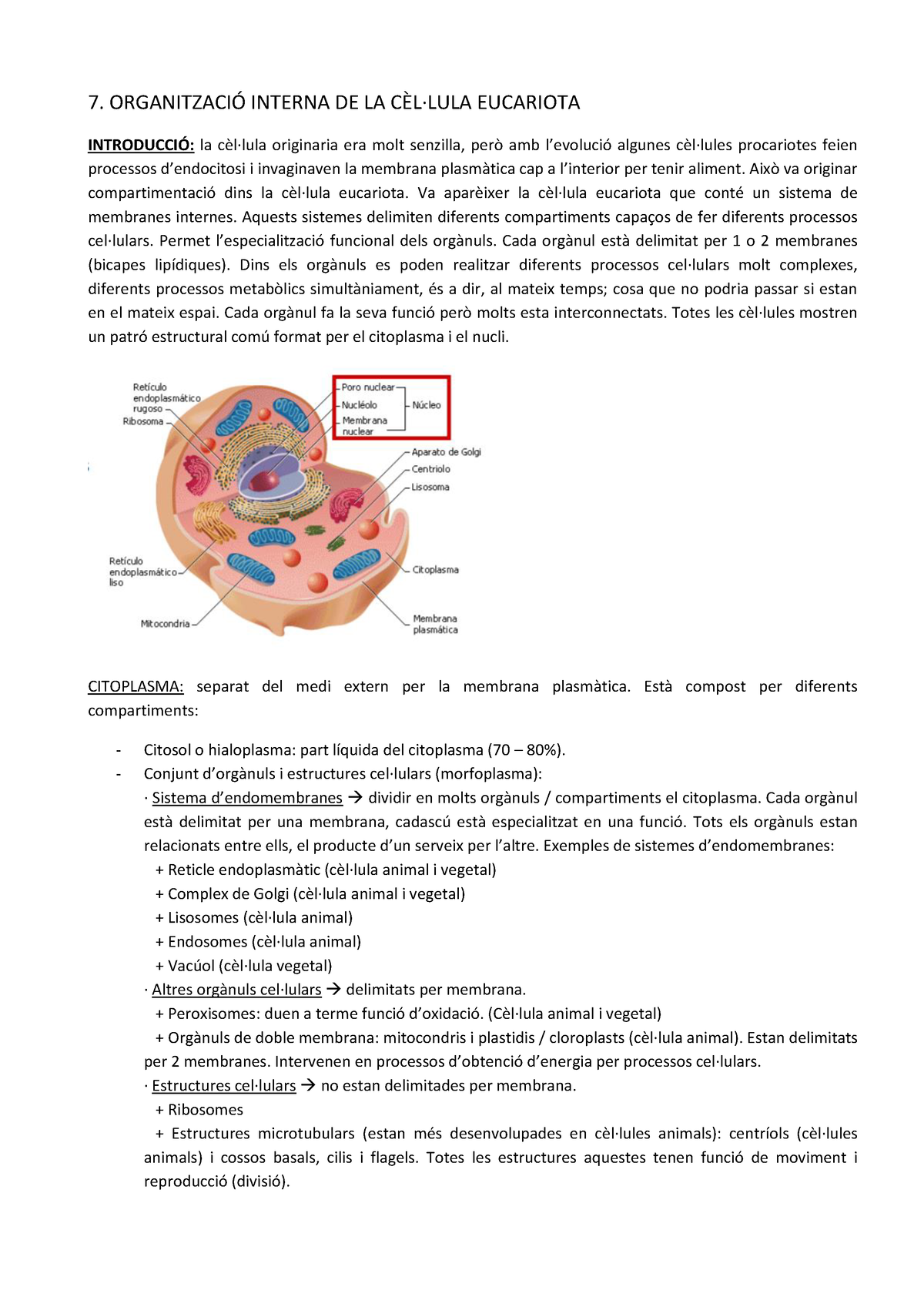 TEMA 7 Cel·lula Eucariota - 7. ORGANITZACIÓ INTERNA DE LA CÈL·LULA ...