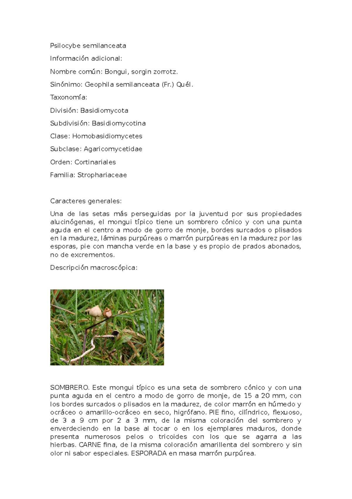 Hongo - biologia - Psilocybe semilanceata Información adicional: Nombre ...