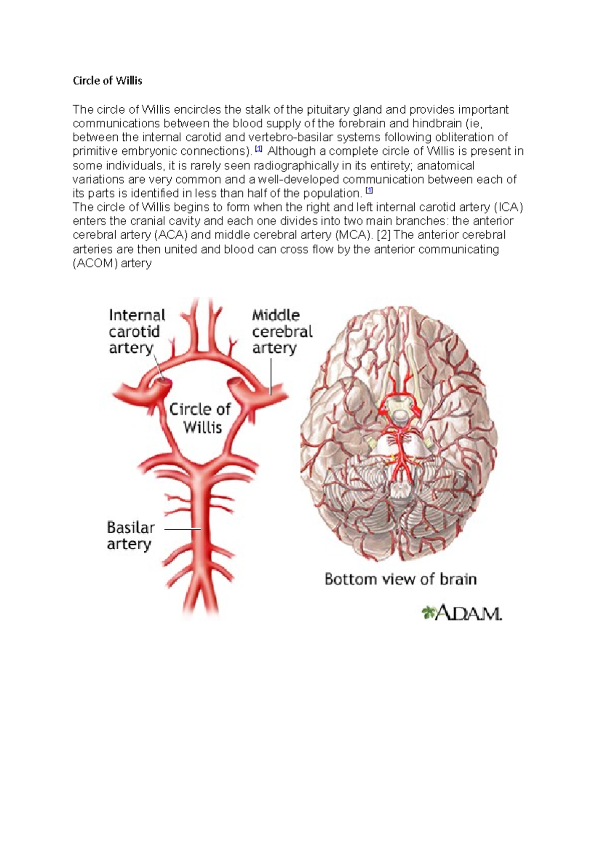 Circle of Willis - [ 1 ] Although a complete circle of Willis is ...