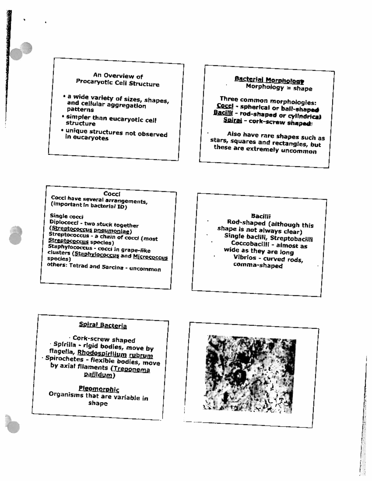 Microbiology 1pdf - luls now please - CELL 1010 - Studocu