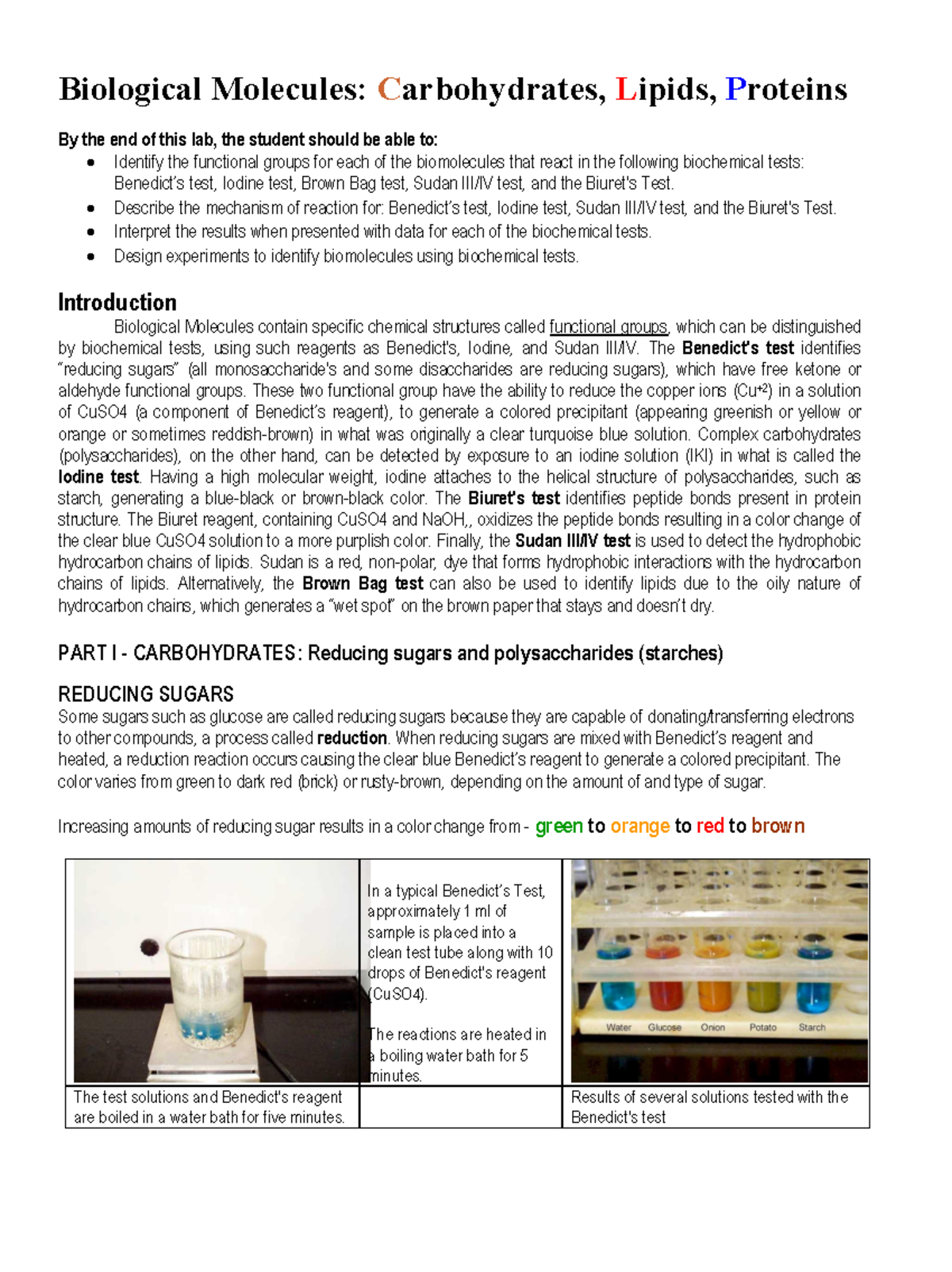 biological-molecules-carbohydrates-lipids-proteins-studocu