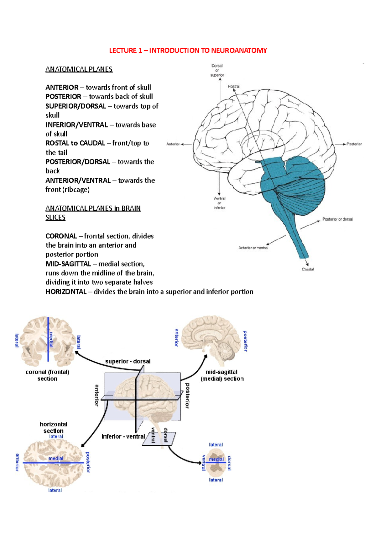 Lecture 1 - Intro To Neuroanatomy - LECTURE 1 – INTRODUCTION TO ...