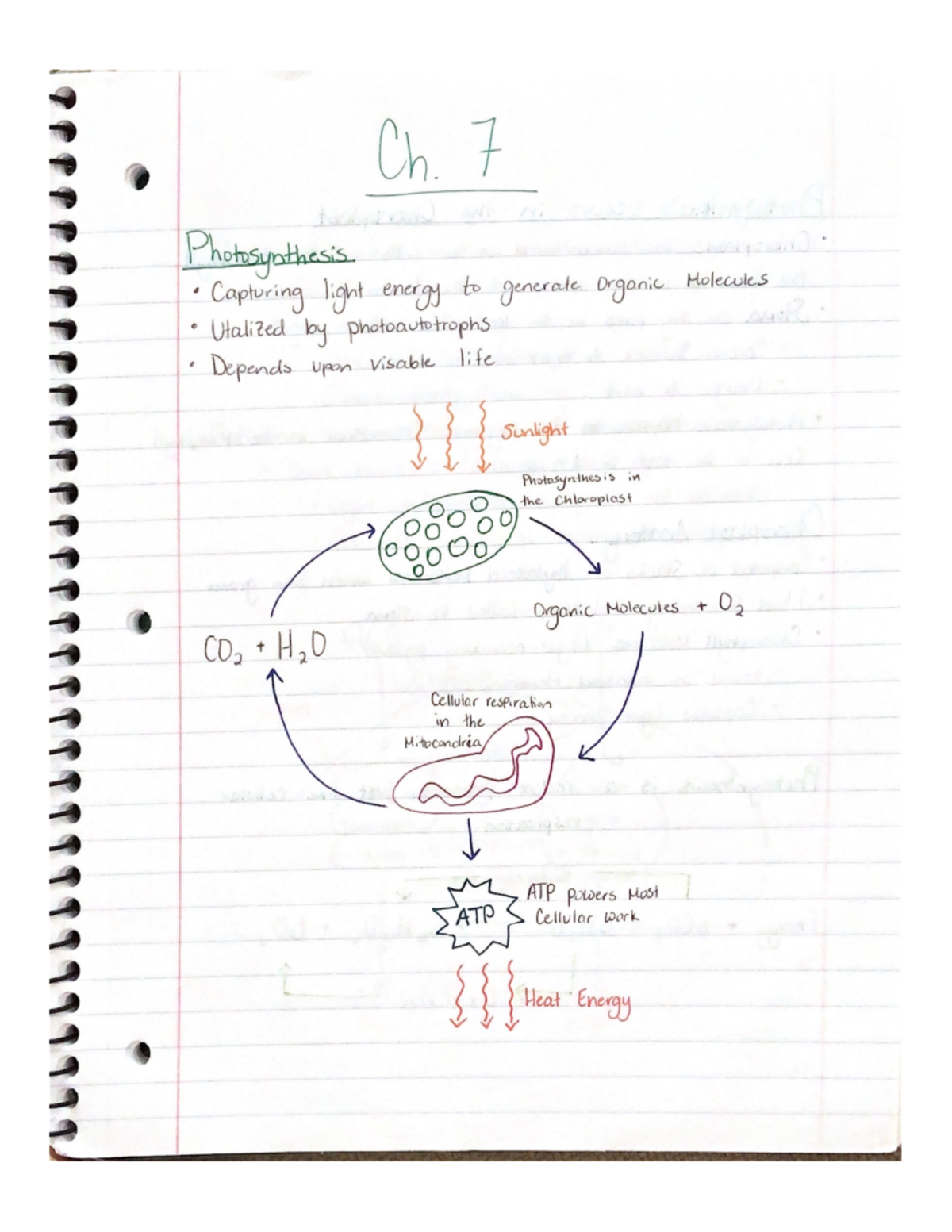 Ch. 7 - Bio 1406 Notes - Biology 1406 - Studocu