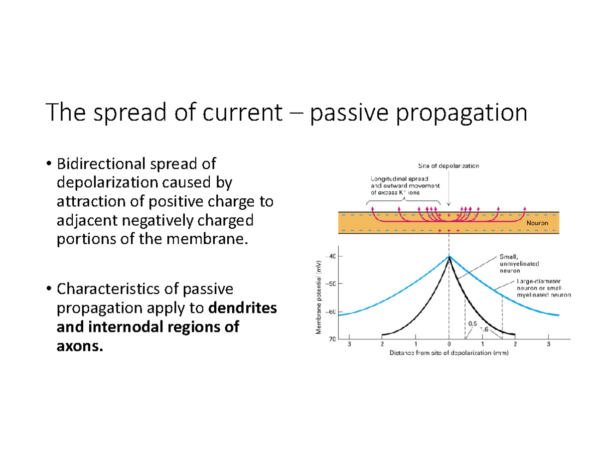 Synaptic transmission The spread of current passive propagation