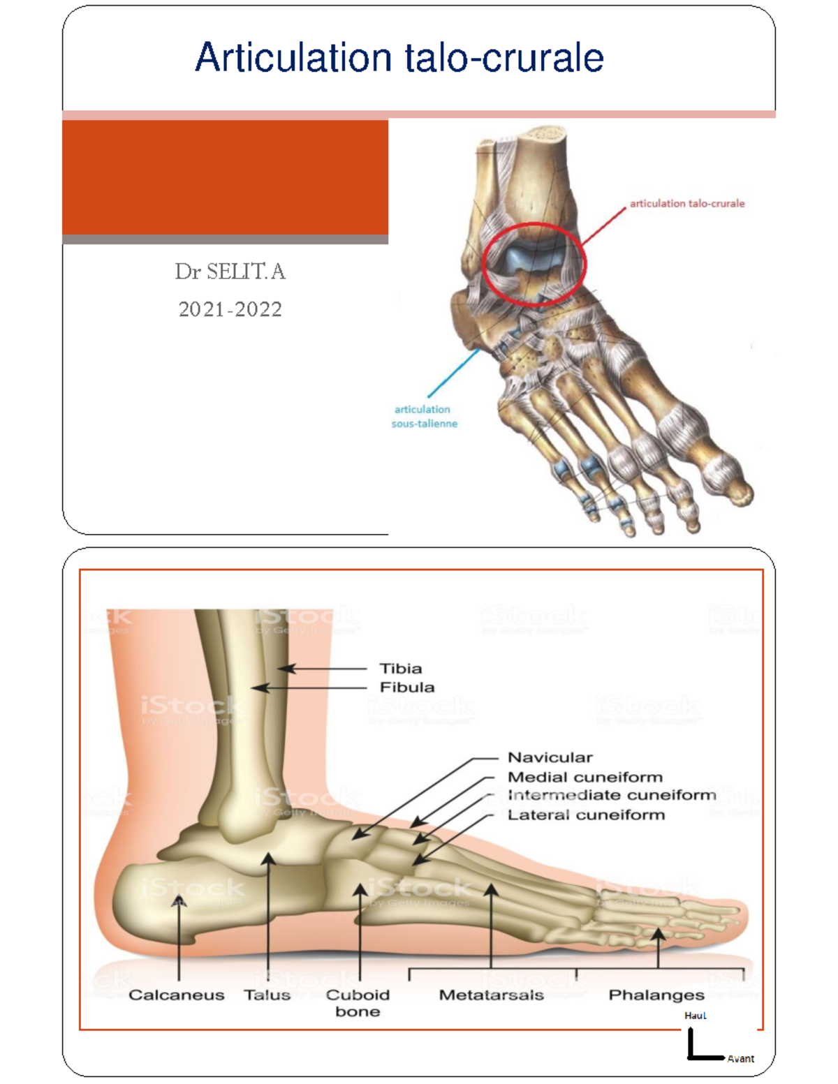 Articulation talo crurale Articulation talocrurale Dr SELIT