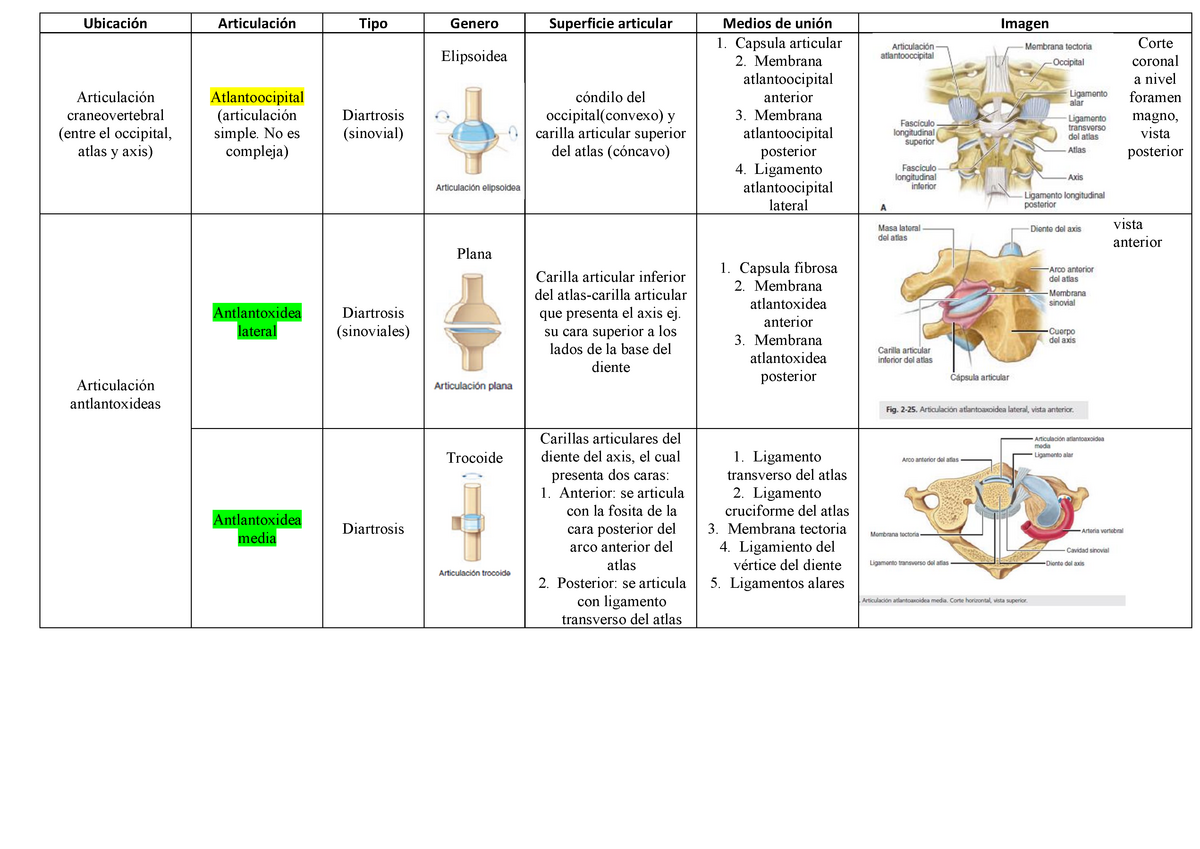 Cuadro Articulaciones Ubicación Articulación Tipo Genero Superficie Articular Medios De Unión 4306