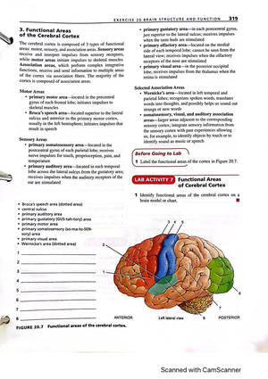 Brain structure and function part 1 - BIOL 141 - Studocu