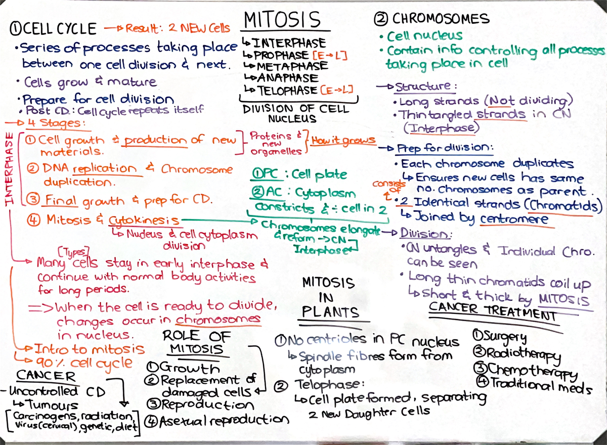 Mitosis - Studocu