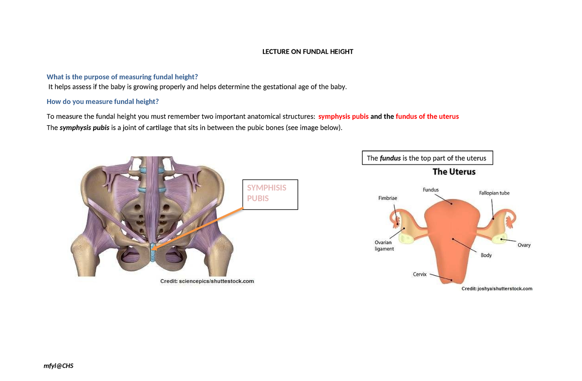 Fundal Height Lecture Notes - LECTURE ON FUNDAL HEIGHT What is the ...